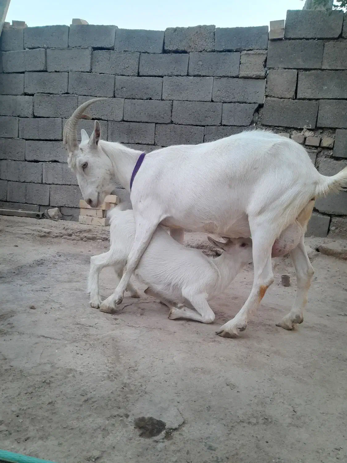 بز سانن شیری|حیوانات مزرعه|ماهنشان, |دیوار