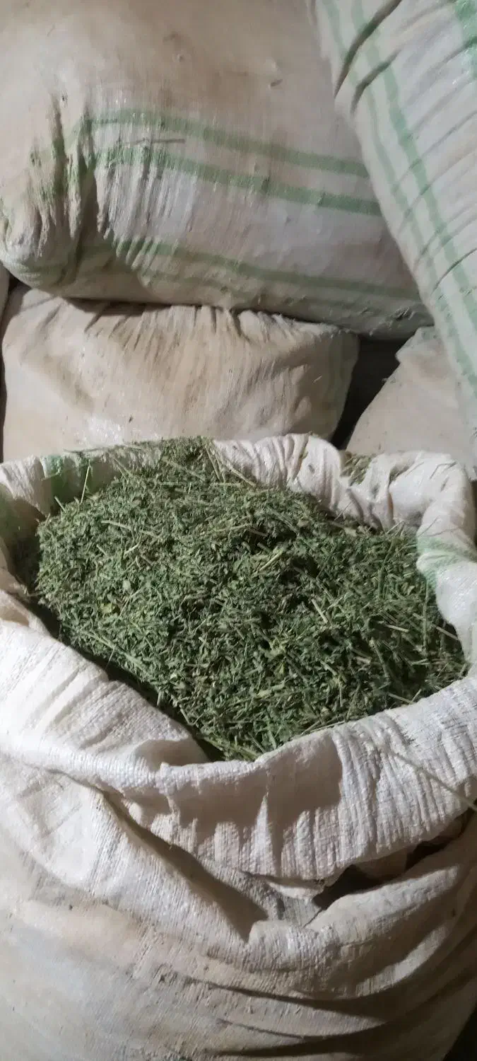 گل یونجه|عمدهفروشی|افشار, |دیوار