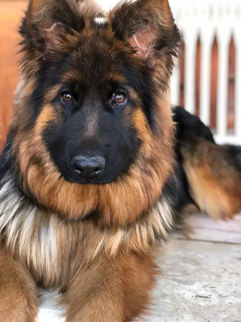 ژرمن شولاین موبلند ۸ ماهه ماده تربیت شده|سگ|نوشهر, |دیوار