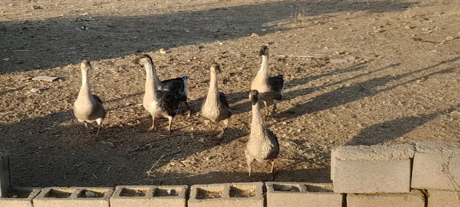 قوغاز|حیوانات مزرعه|یاسوج, |دیوار