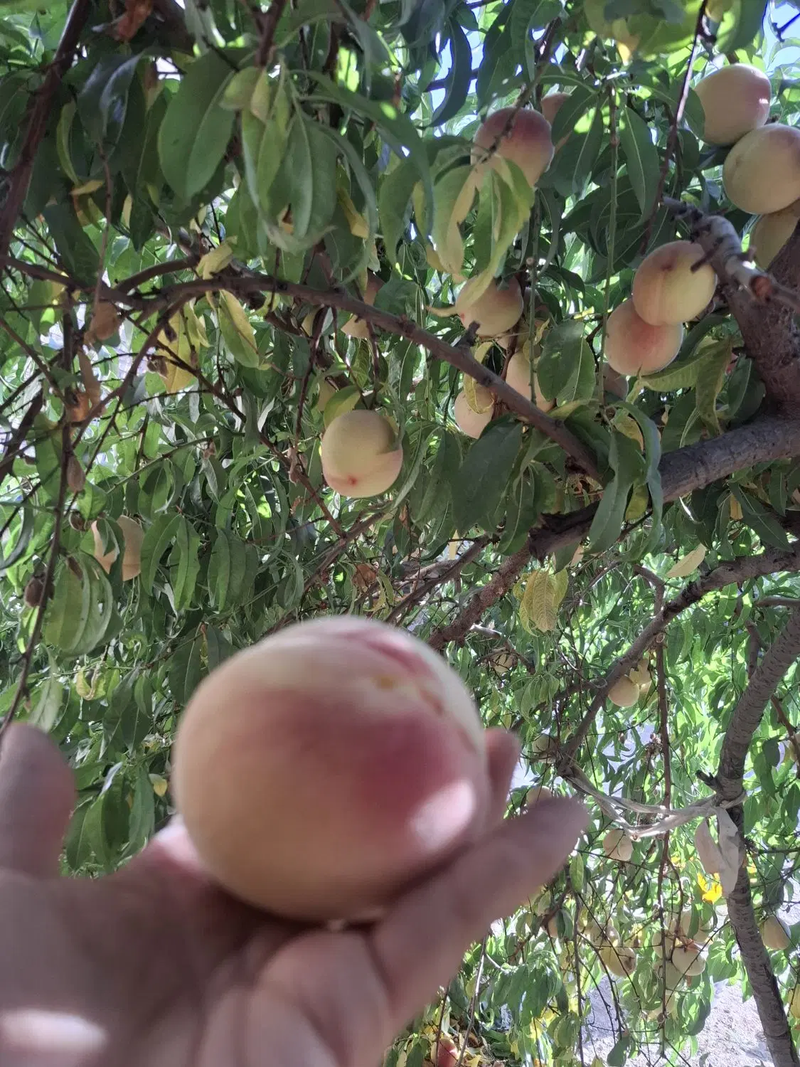 هلو|خوردنی و آشامیدنی|ارومیه, |دیوار