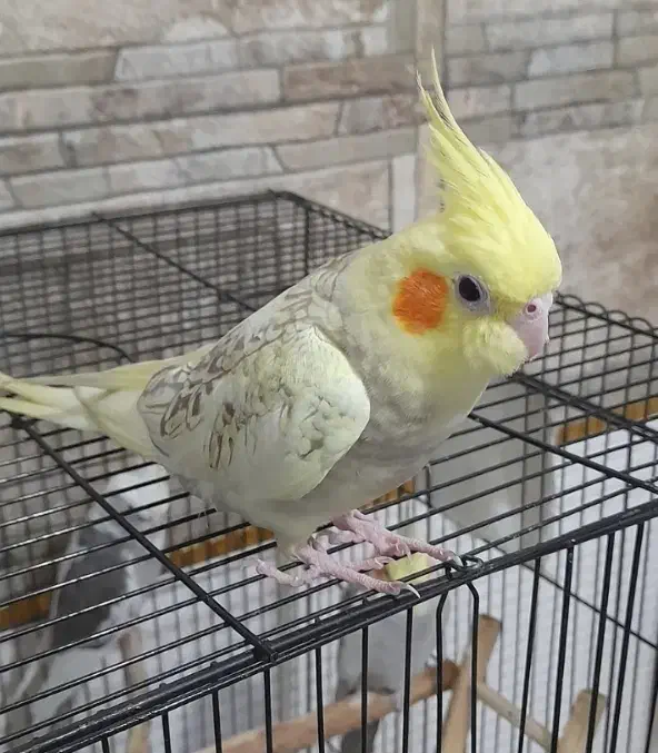 عروس هلندی نر گلباقالی مرواریدی|پرنده|شاهدشهر, |دیوار