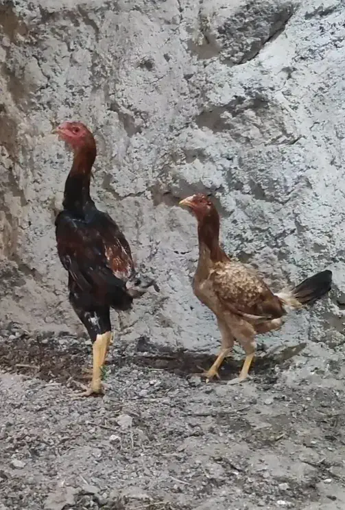 تعدادی مرغ و خروس لاری تاج مهر ۷ ماهه ۴ دانگ|حیوانات مزرعه|مشگین شهر, |دیوار