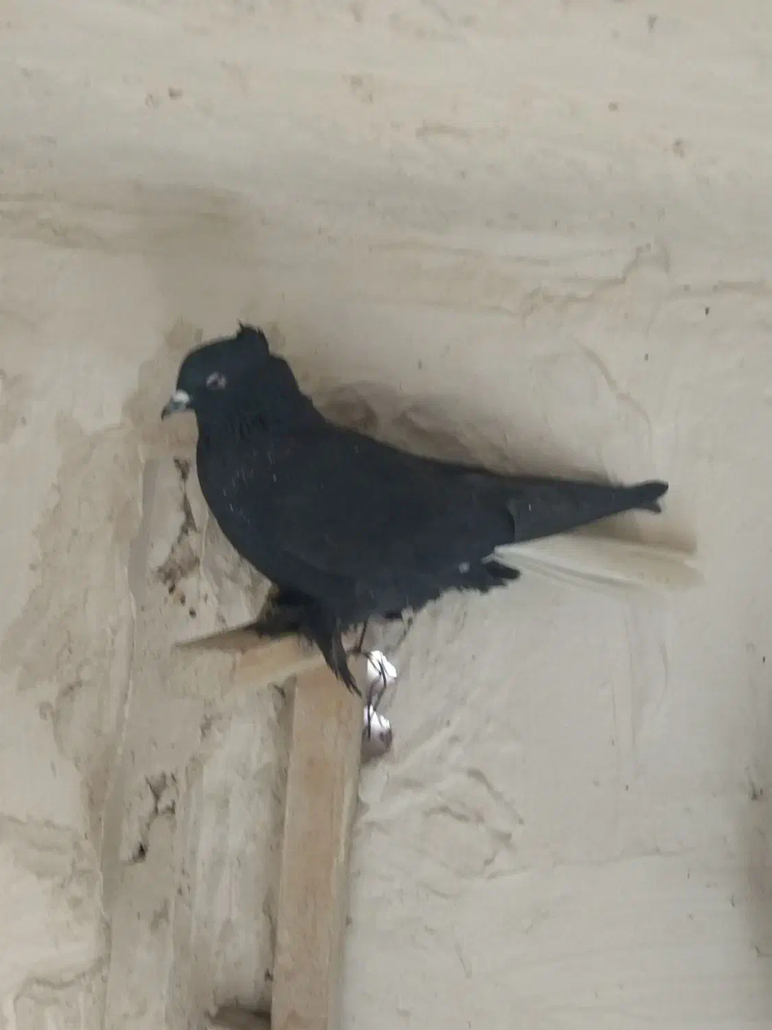 ماده زاغ دمسفید|حیوانات|کرمان, |دیوار