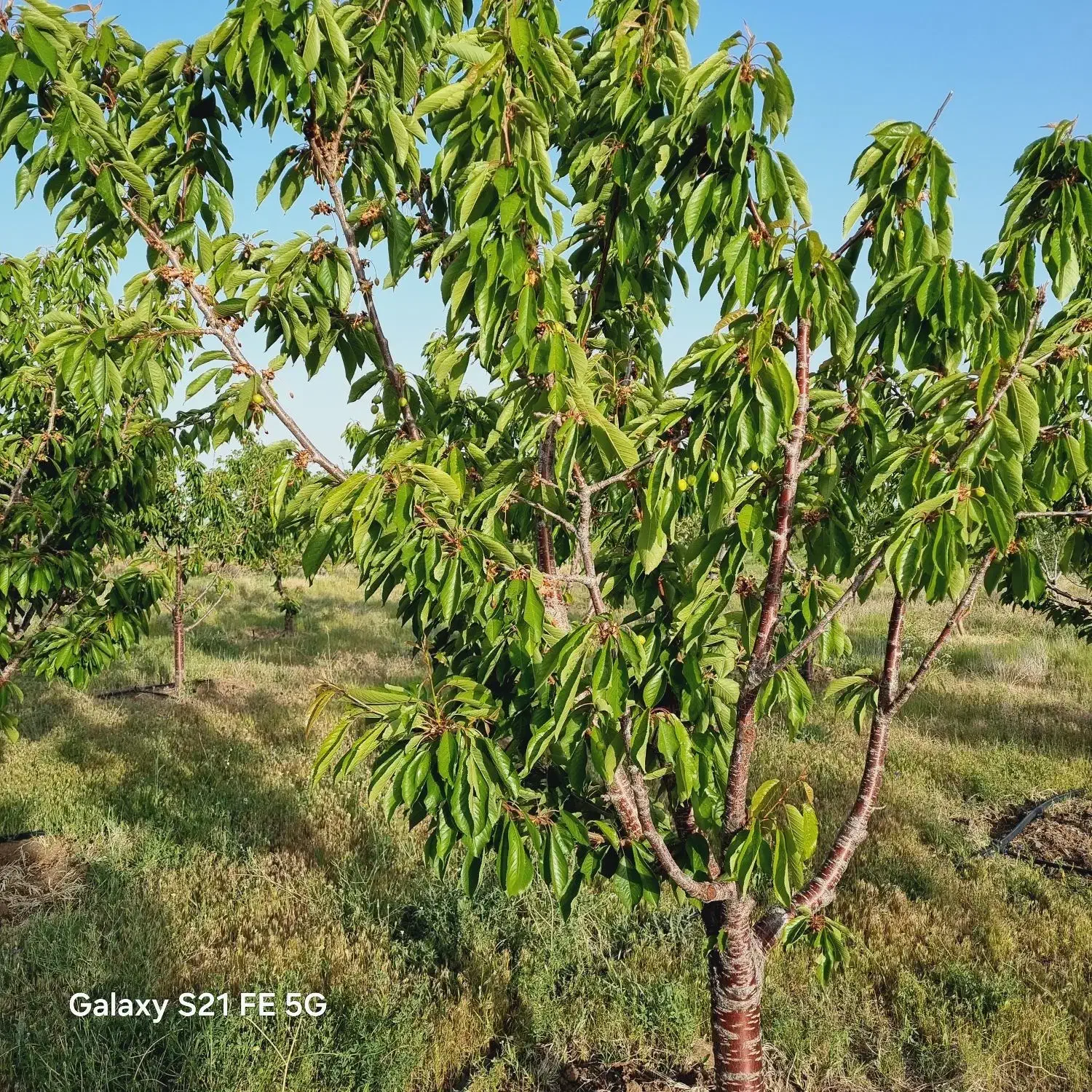 باغ ۳هکتاری شخصی ارمغانخانه|فروش زمین و ملک کلنگی|قره پشتلو, |دیوار