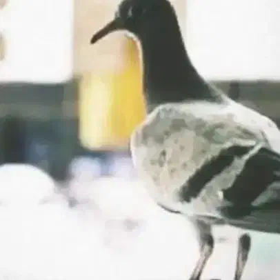 کفتر یا کبوتر|پرنده|خاش, |دیوار