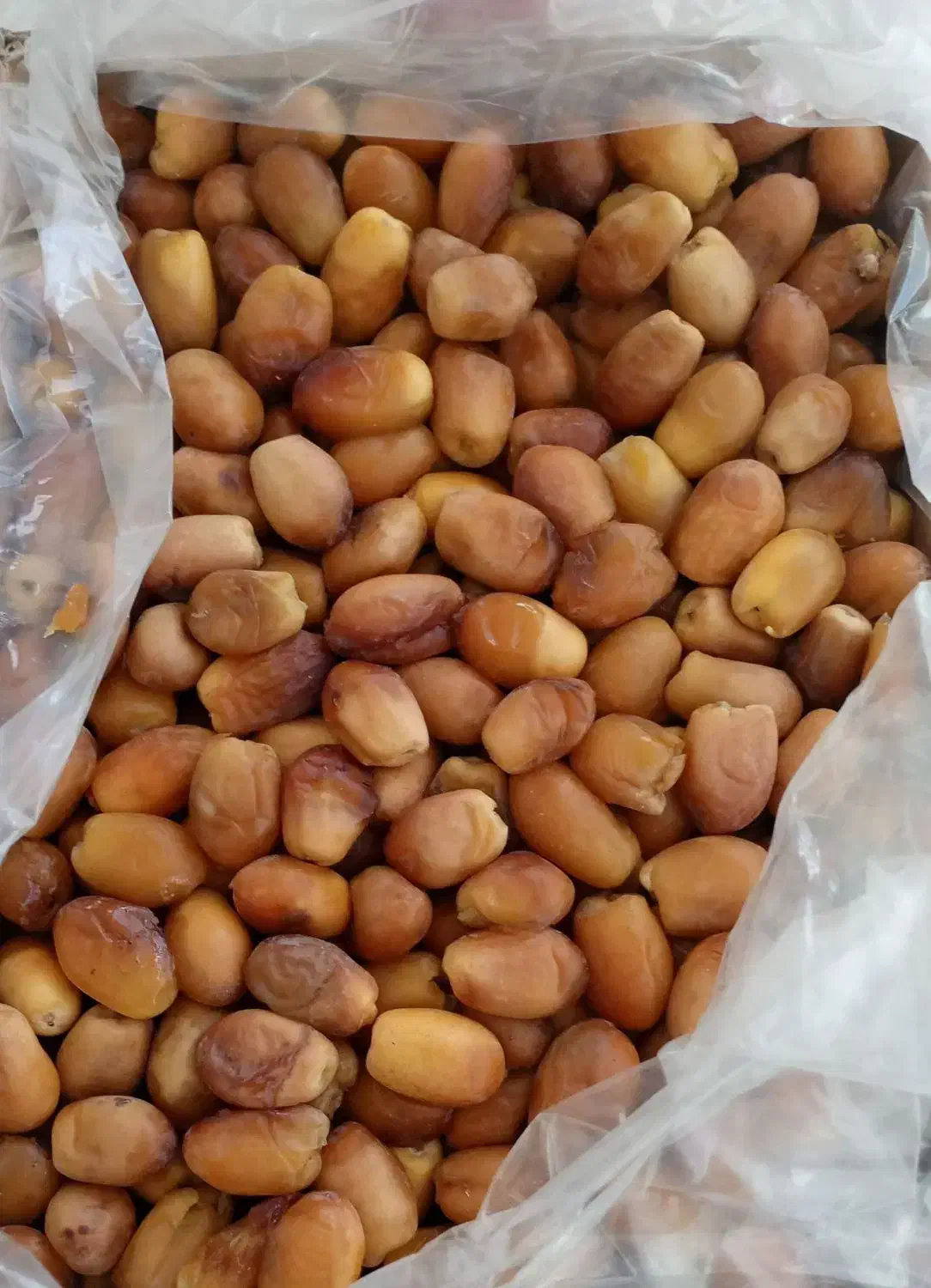 انواع خرما عمده|خوردنی و آشامیدنی|دیواندره, |دیوار