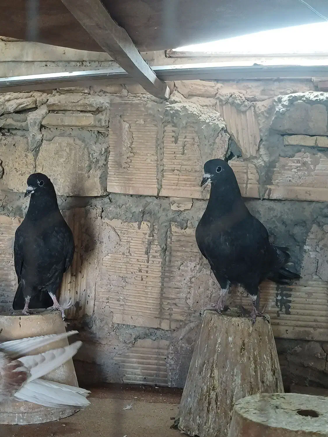 جوجه دمگیر|پرنده|خمینی‌شهر, |دیوار