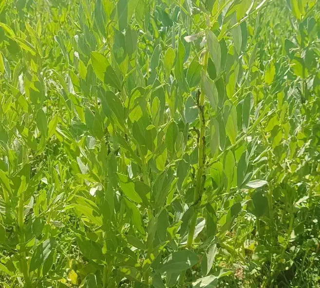 فروش 500متر زمین تجاری مسکونی|فروش زمین و ملک کلنگی|دهدشت, |دیوار