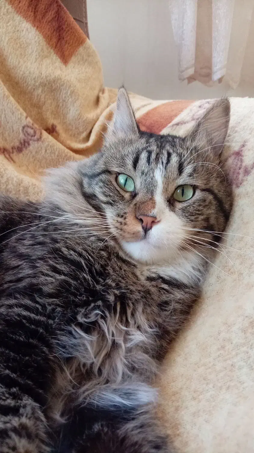 واگذاری گربه بازیگوش|گربه|تهران, راه آهن|دیوار