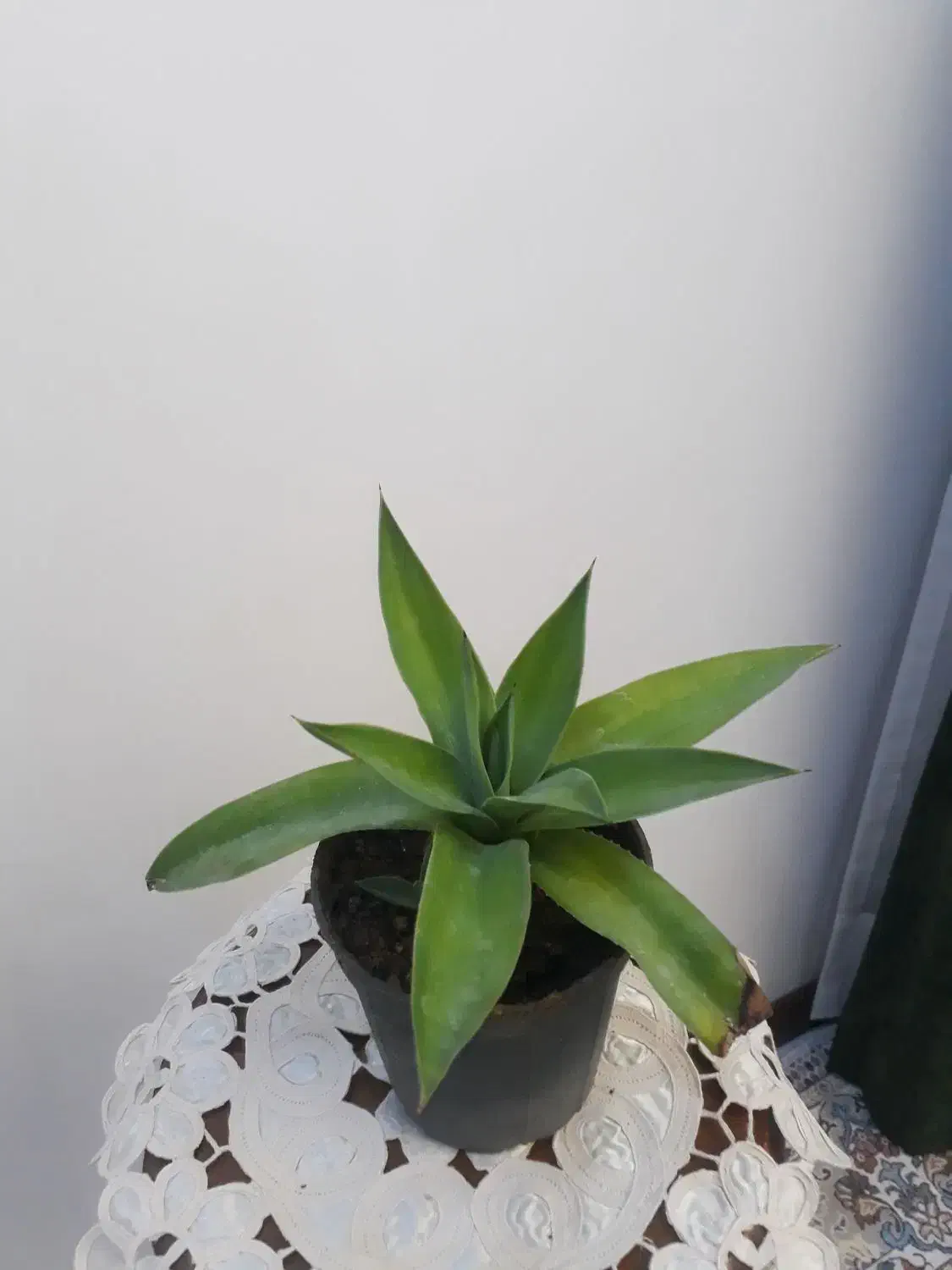 گل زیبا آگاو ، گل هدیه زنده ای که ماندگار است|گل و گیاه طبیعی|بسطام, |دیوار