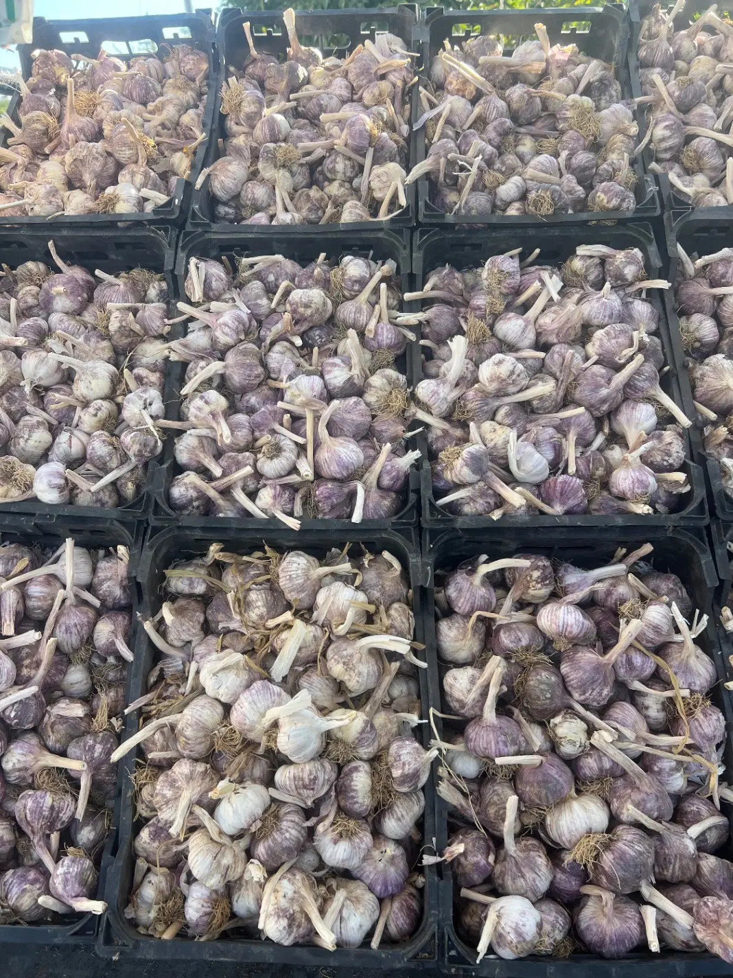 سیر همدان|خوردنی و آشامیدنی|شیراز, دباغ خانه|دیوار