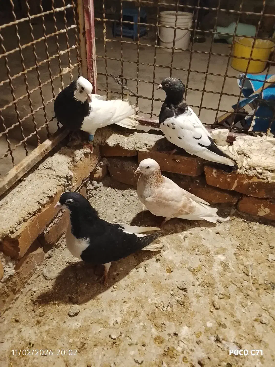 کفتر گرفتنی|حیوانات|نیشابور, ریوند|دیوار