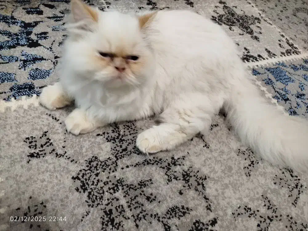 گربه پرشین|گربه|خوی, |دیوار