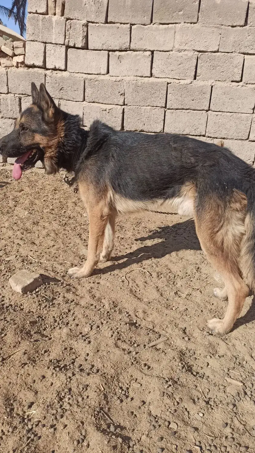 ژرمن فروشی|سگ|کرمان, |دیوار