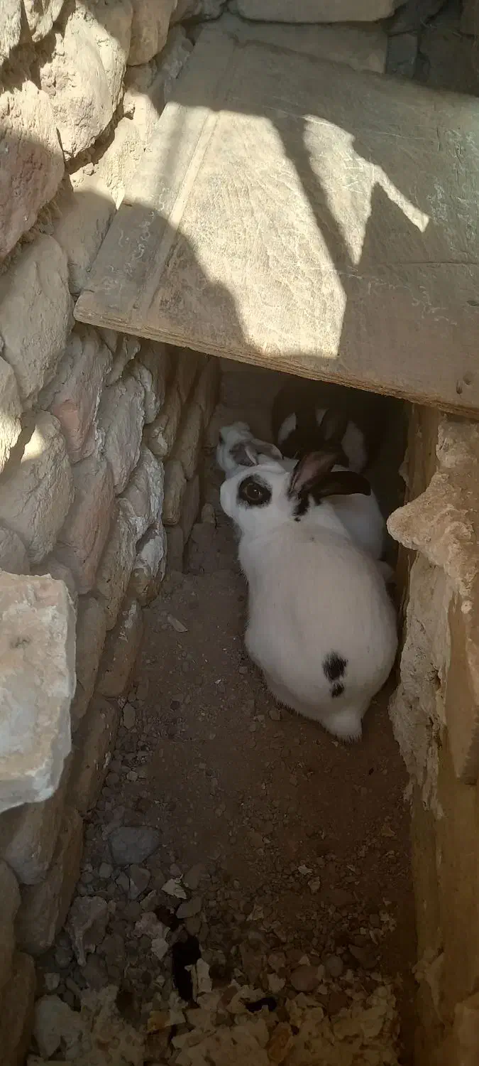 واگذاری خرگوش ۳عدوتاماده یدونه نر|موش و خرگوش|محمدیه-قزوین, |دیوار