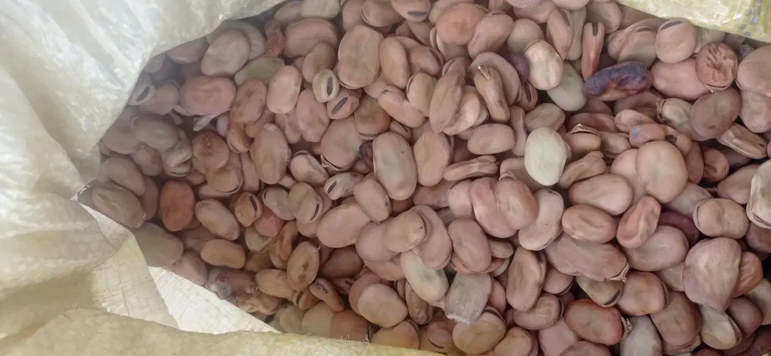 بذر باقالا|گل و گیاه طبیعی|نکا, |دیوار