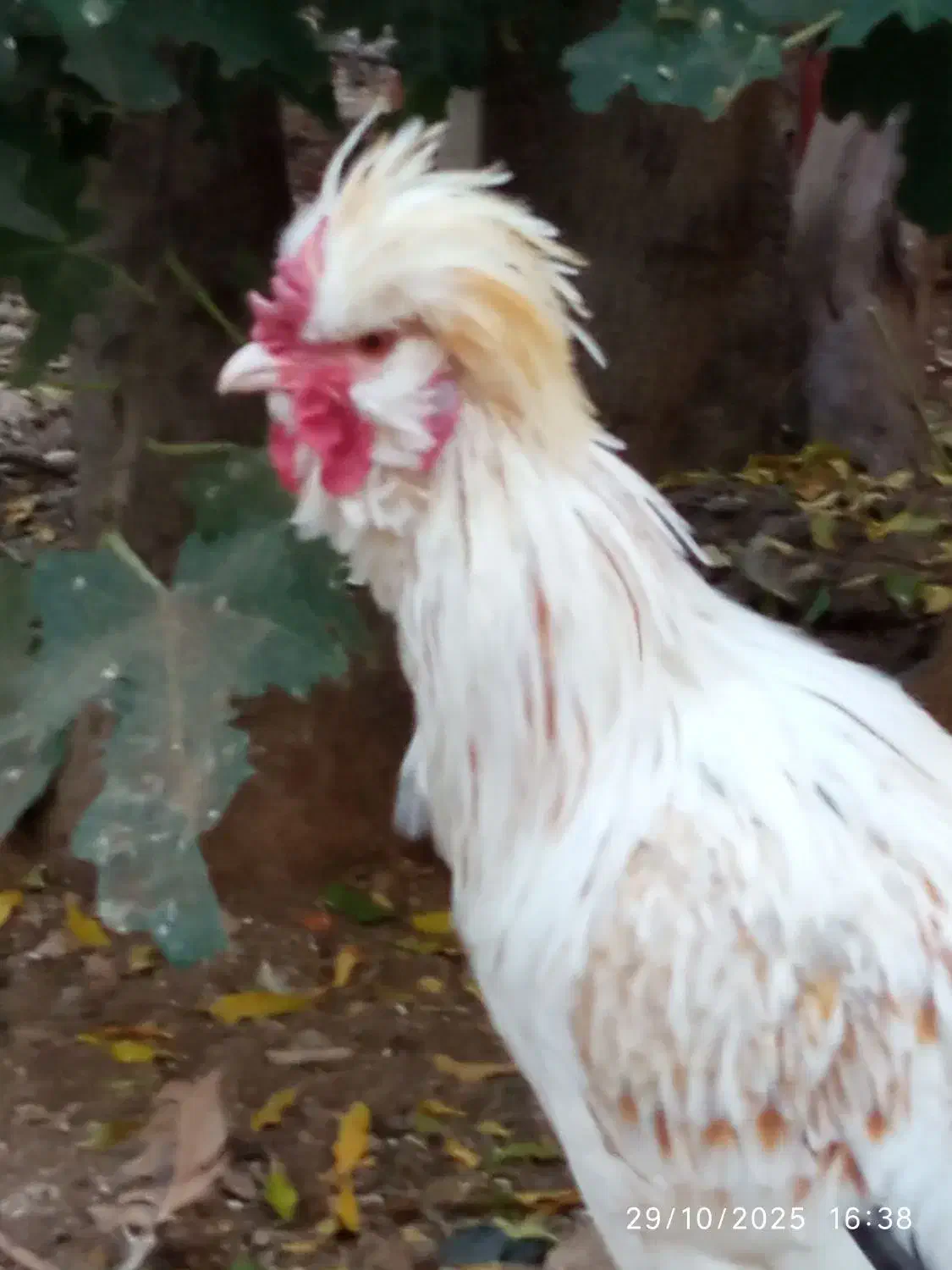 خروس ۴۰ تاج|حیوانات مزرعه|دهاقان, |دیوار