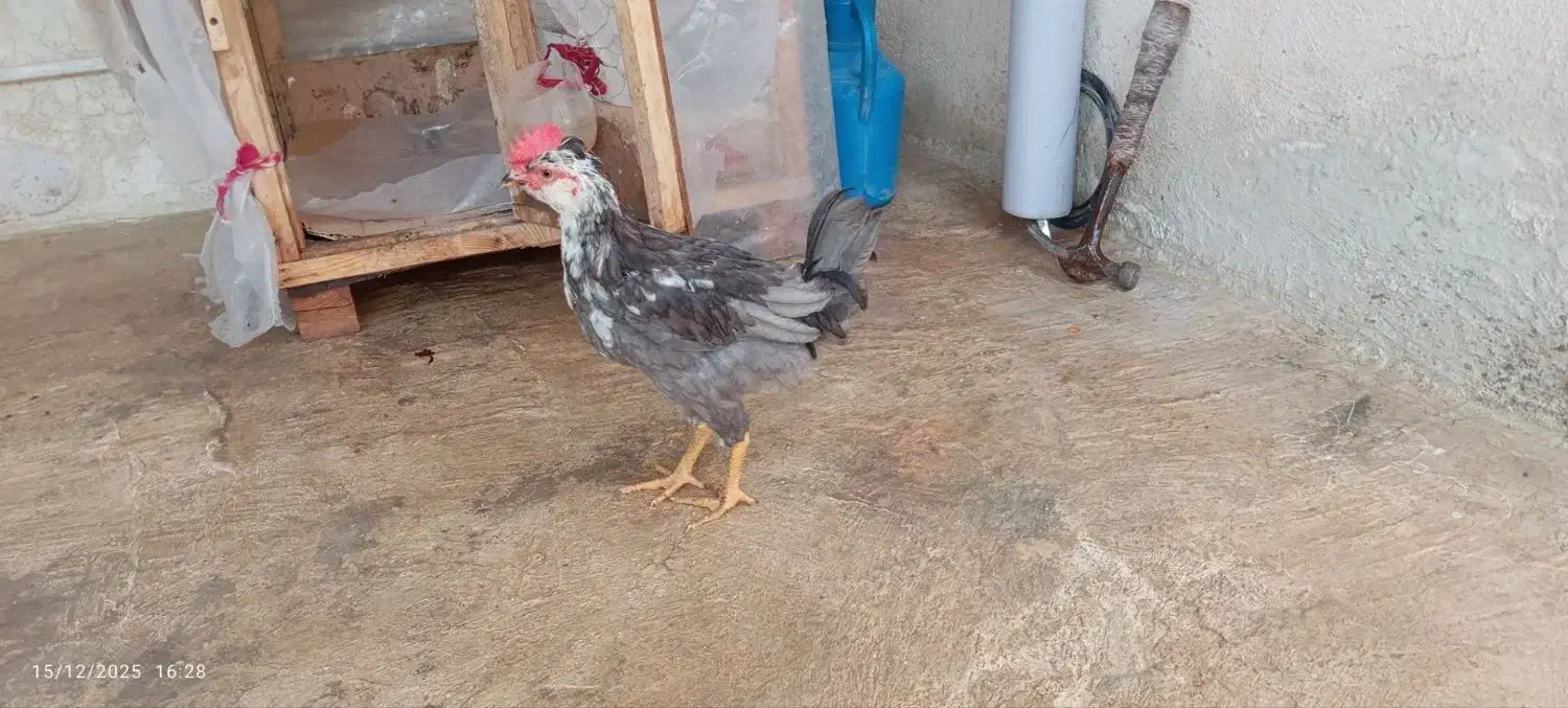 خروس گیلی ومرغ گیلی هست|حیوانات مزرعه|سرپل ذهاب, |دیوار