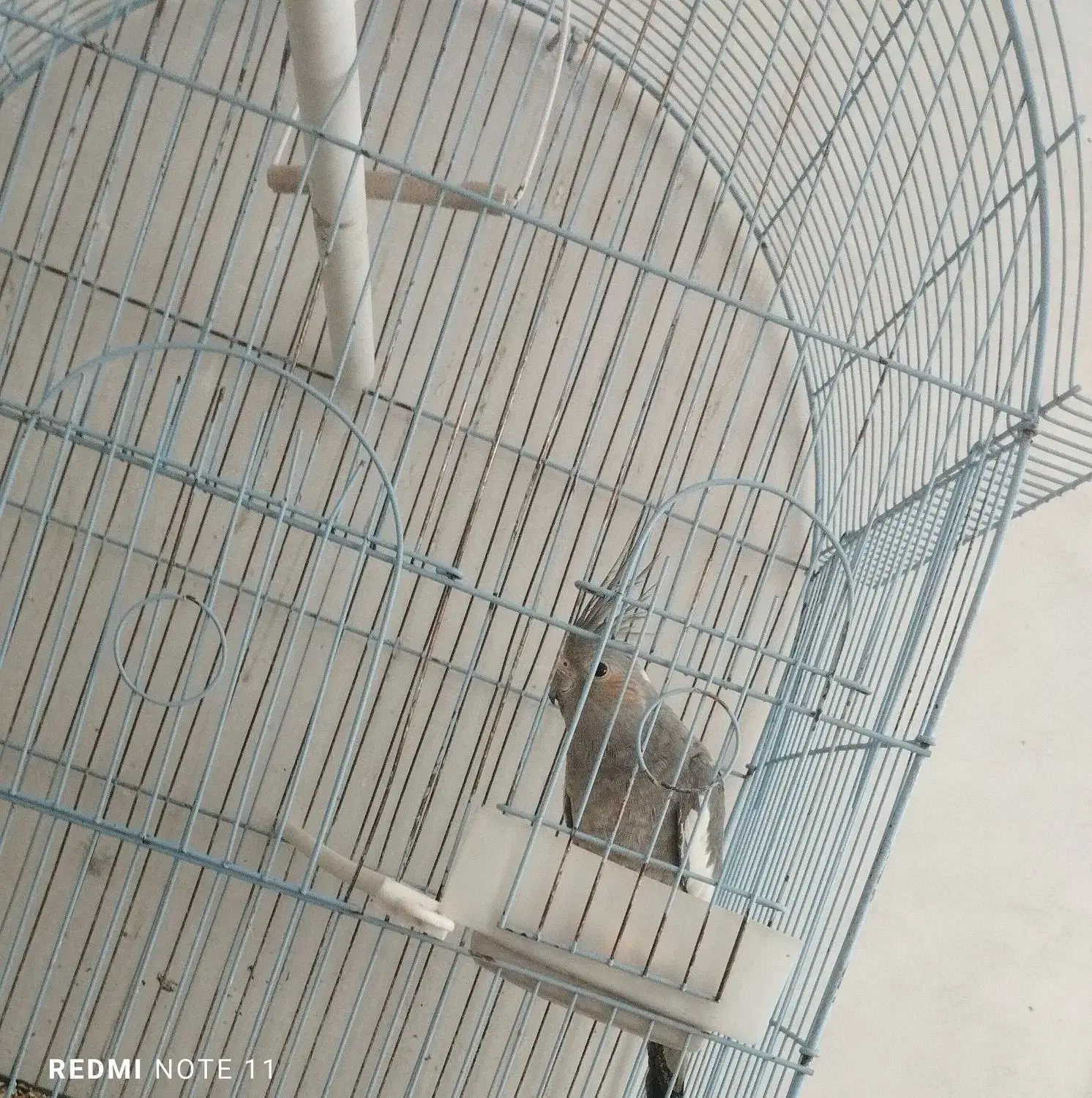 عروس هلندی|پرنده|زابل, |دیوار