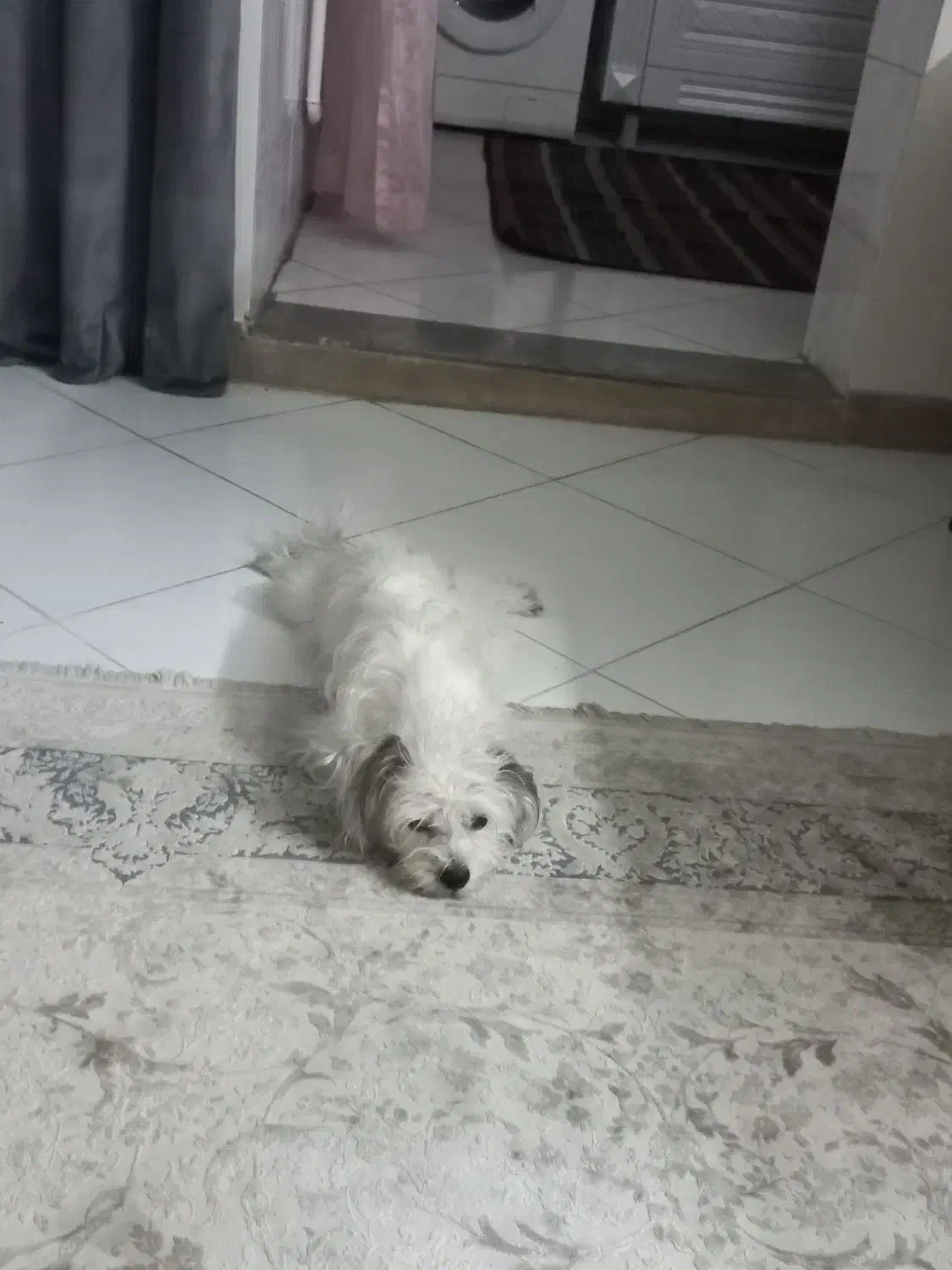 سگ مالتیز با وسایل|سگ|تهران, تهرانپارس شرقی|دیوار