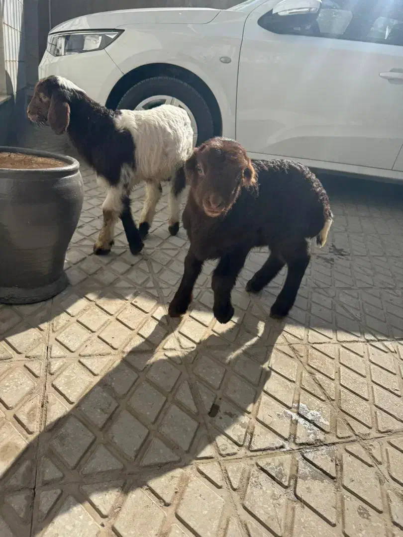 بره شیری|حیوانات مزرعه|کرمانشاه, |دیوار