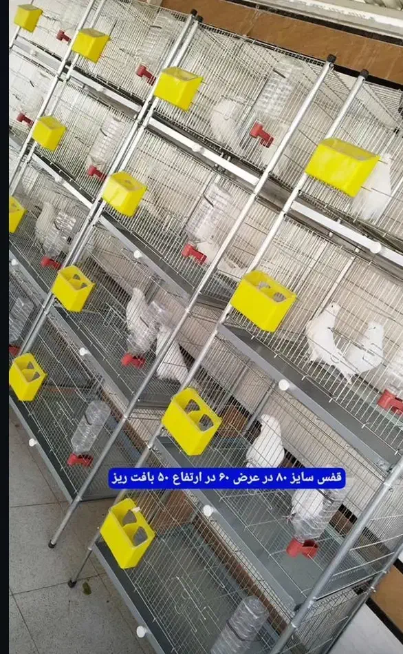 قفس جفتگاه کبوتر|پرنده|تربت جام, شاد|دیوار