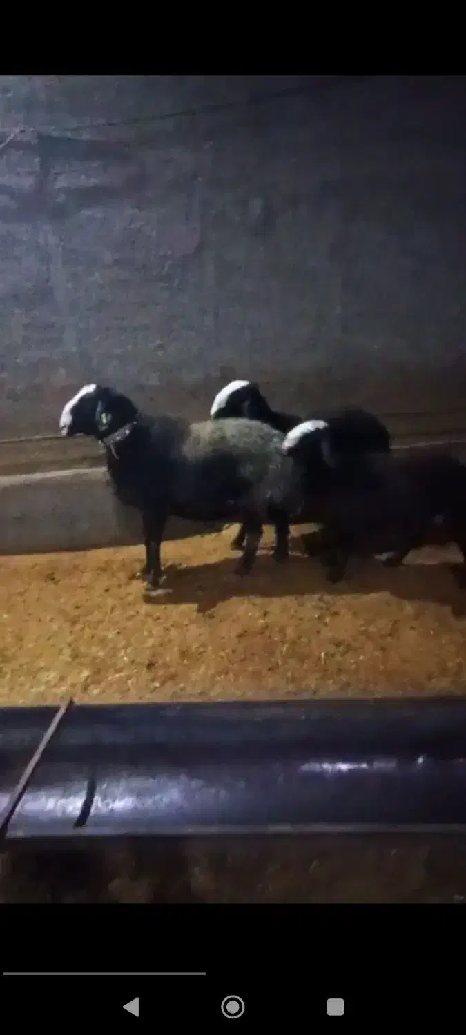 بره نر و ماده شال اصیل|حیوانات مزرعه|مهریز, |دیوار