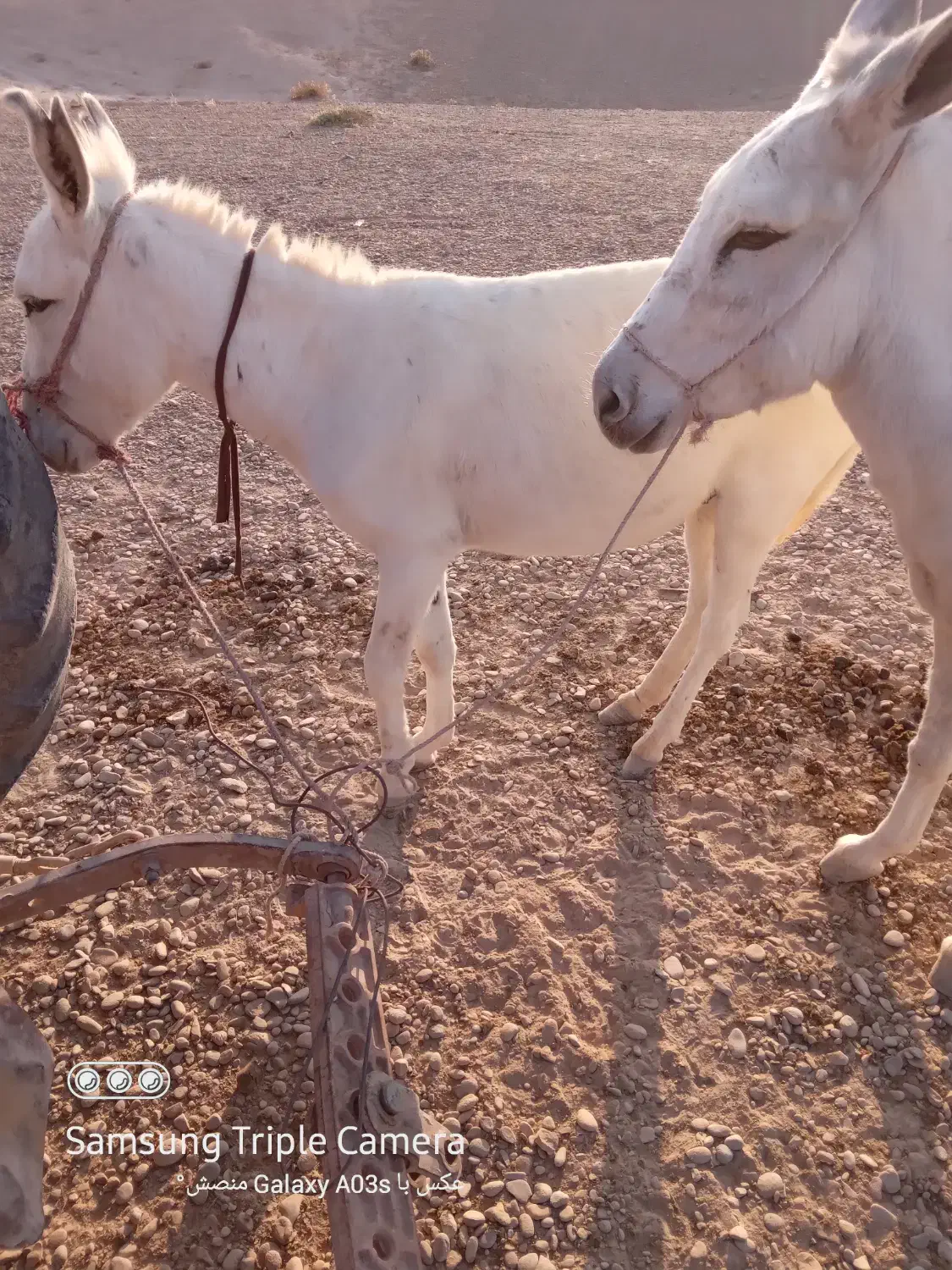 الاغ|حیوانات مزرعه|هندیجان, |دیوار