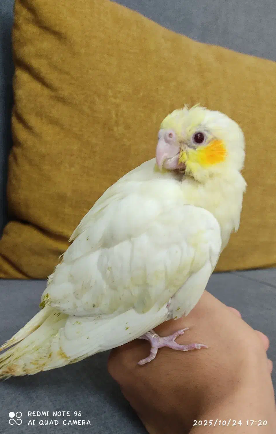 جوجه عروس هلندی سرلاکی|پرنده|محلات, |دیوار