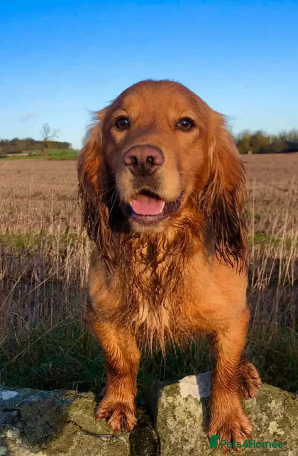 گلدن رتریور وارداتی سالم و تربیتشده (قابل معاوضه)|سگ|پردیس, فاز ۲|دیوار