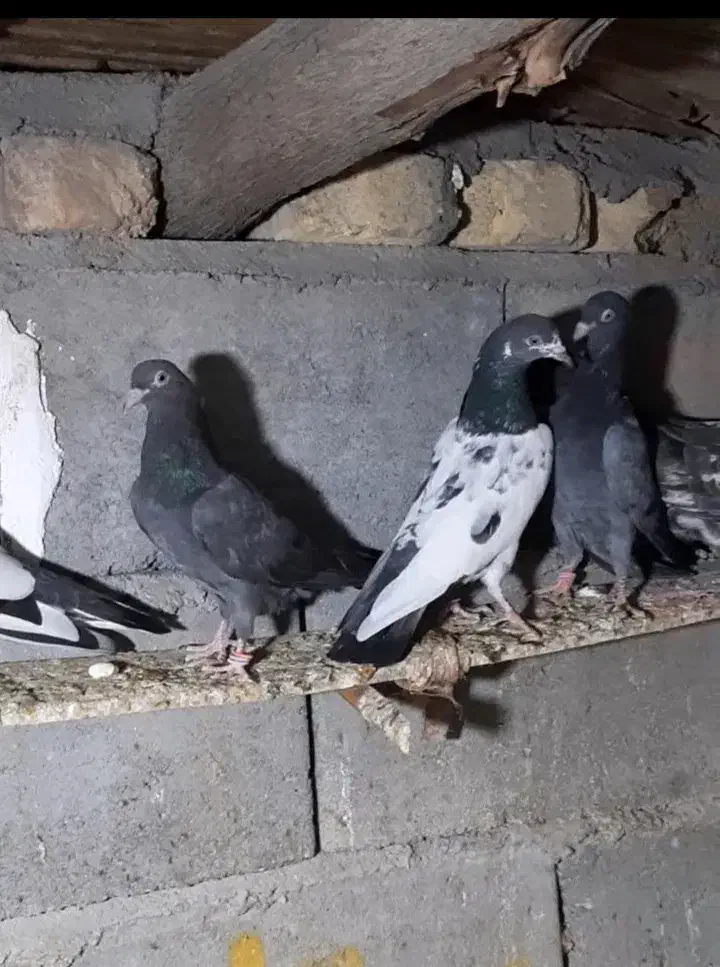 کفتر پاکستانی|پرنده|میناب, |دیوار