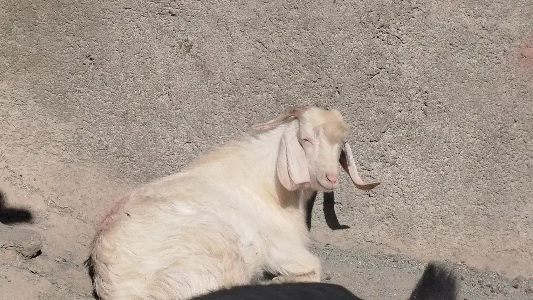 بز و بزغاله|حیوانات مزرعه|گهواره, |دیوار