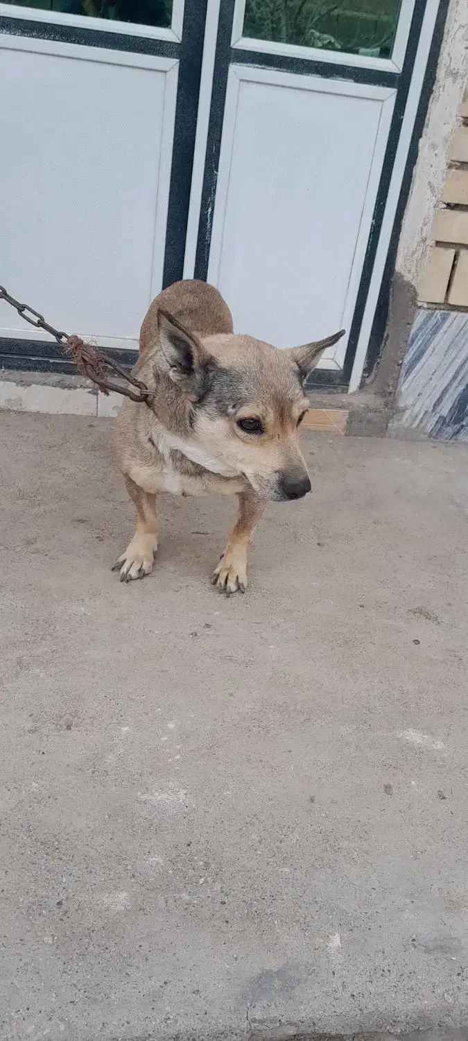 یک عدد سگ پاکوتا|سگ|میاندوآب, |دیوار