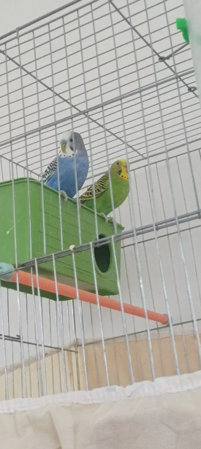 مرغ عشق|پرنده|رفسنجان, |دیوار