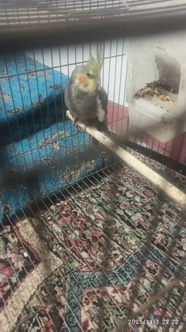 عروس هلندی نر|پرنده|زرند, |دیوار