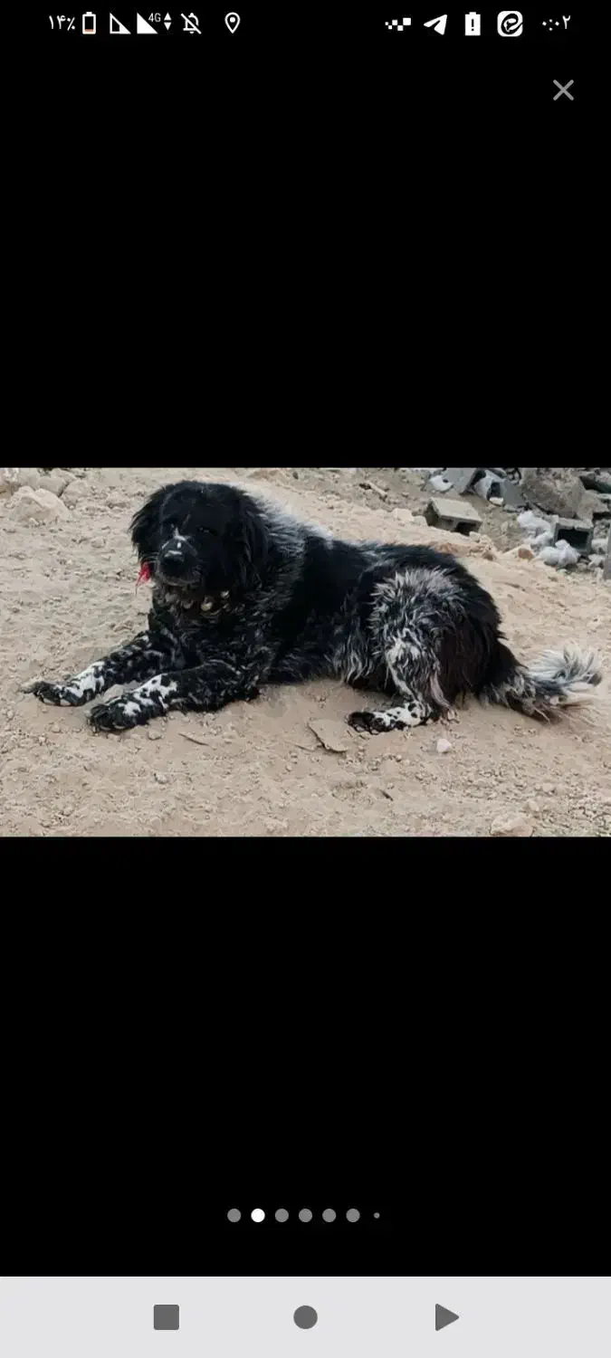 مرغ خروس پرنده|حیوانات مزرعه|بابلسر, |دیوار