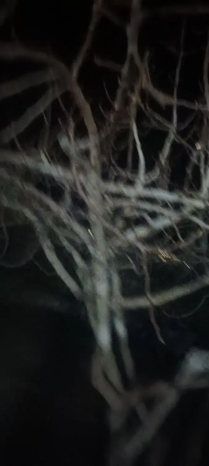 درخت انجیر|گل و گیاه طبیعی|فسا, |دیوار