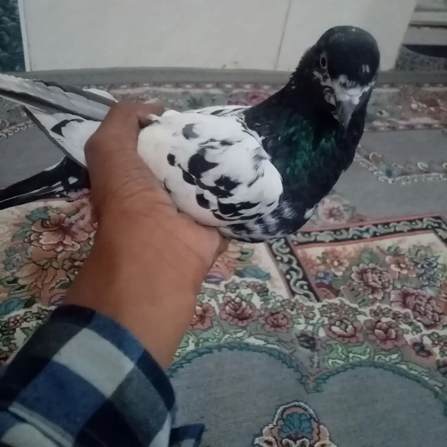 فروش کفتر|پرنده|نگین کویر, |دیوار