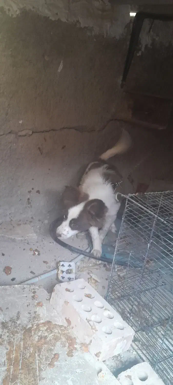 سگ نر|سگ|پیشوا, |دیوار