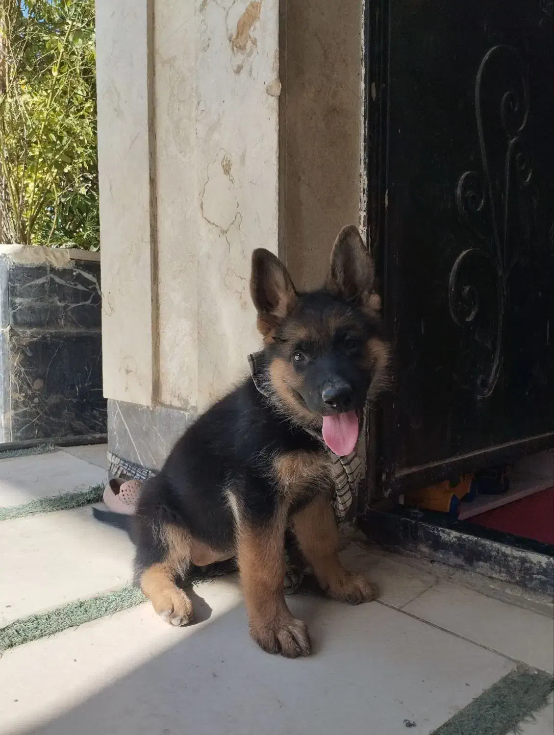 ژرمن شپرد|سگ|هشتگرد, طاووسیه|دیوار