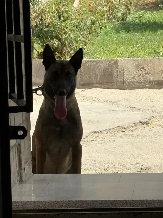 نر ۲ ساله مالینویز اماده جفتگیری|سگ|بروجرد, |دیوار