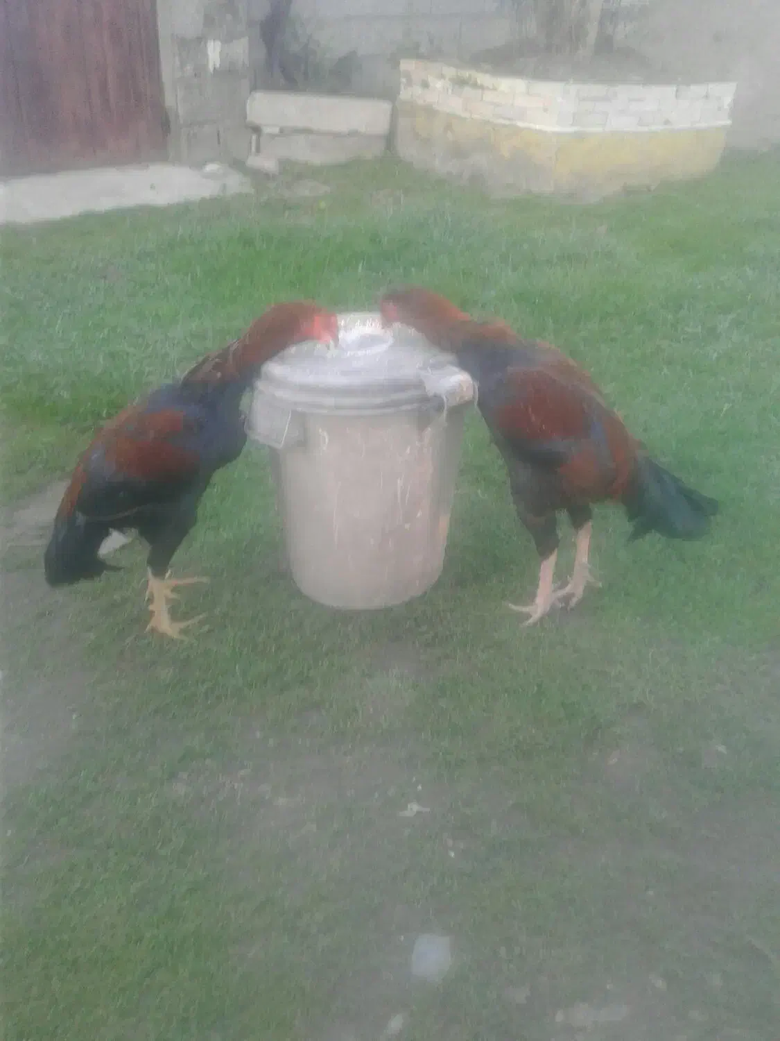 خروس لاری|حیوانات مزرعه|لولمان, |دیوار