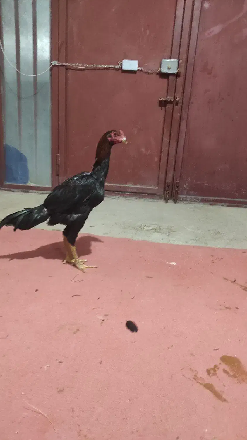 جوجه خروس لاری 6ماهه|حیوانات مزرعه|بوکان, |دیوار