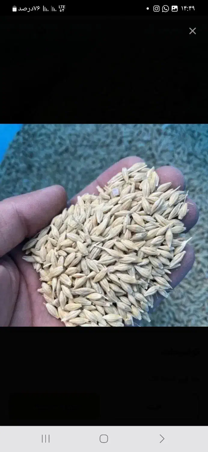 جو بذری  ویلما اتمی..سرآرود وجوشانه|خدمات باغبانی و درختکاری|مرودشت, ده بید|دیوار