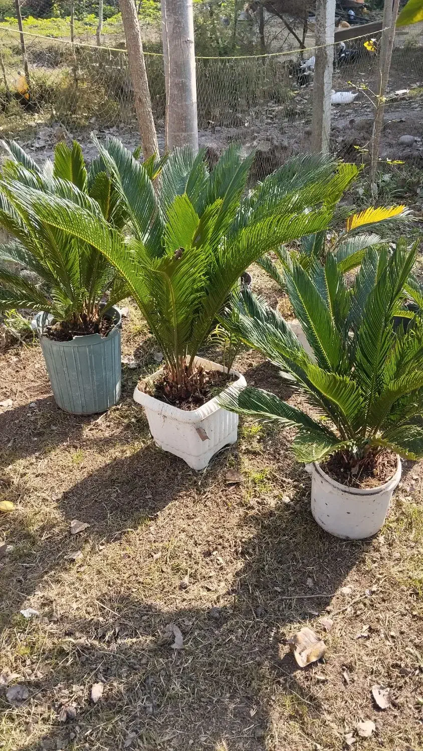 گل سیکاس|گل و گیاه طبیعی|سنگر, |دیوار