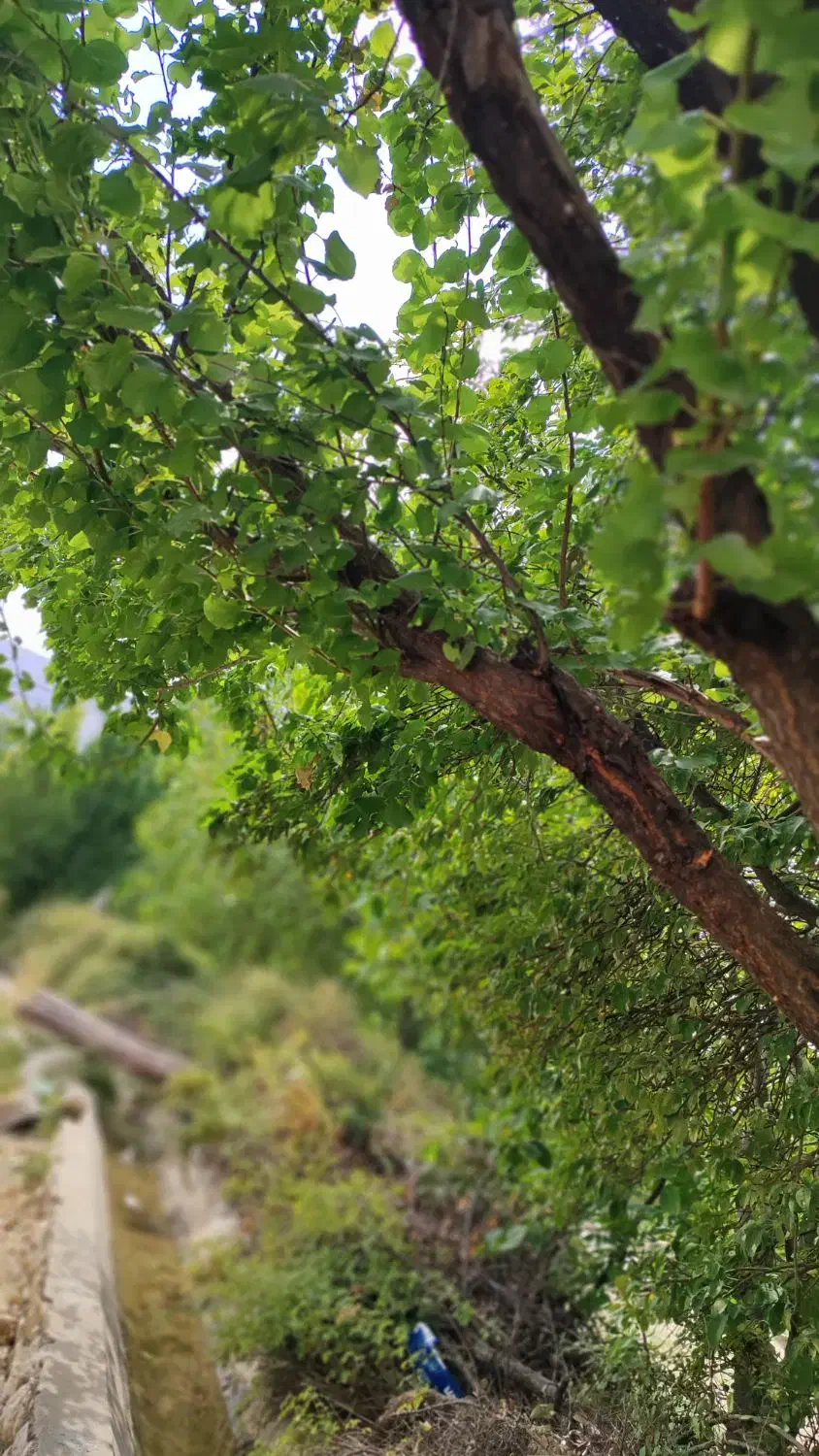 فروش زمین سه راهی طولیان|فروش زمین و ملک کلنگی|دهدشت, |دیوار