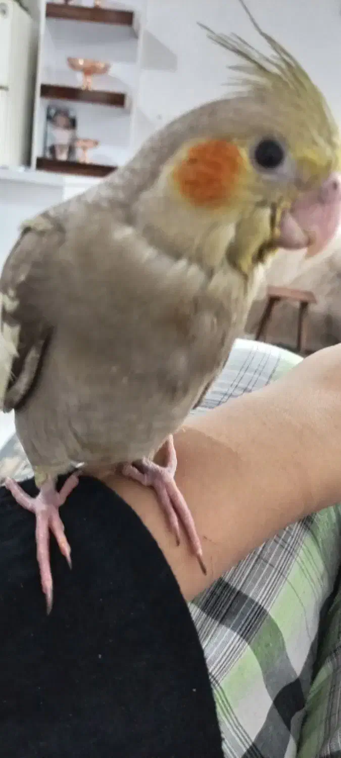 عروس هلندی گمشده|پرنده|سبزوار, جهاد کشاورزی|دیوار