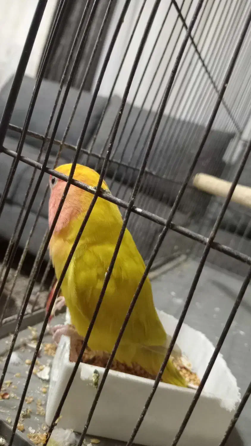 پرنده طوطی برزیلی|پرنده|لشت نشا, |دیوار