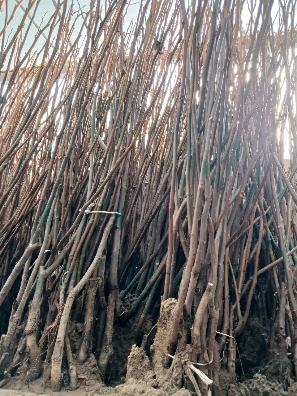 توزیع نهال گردو مناسب تجارت|خدمات باغبانی و درختکاری|دهگلان, |دیوار